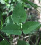 Angelica sylvestris