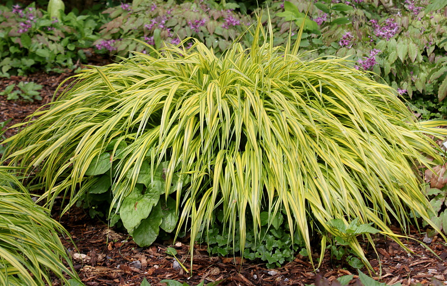 Image of Hakonechloa macra specimen.