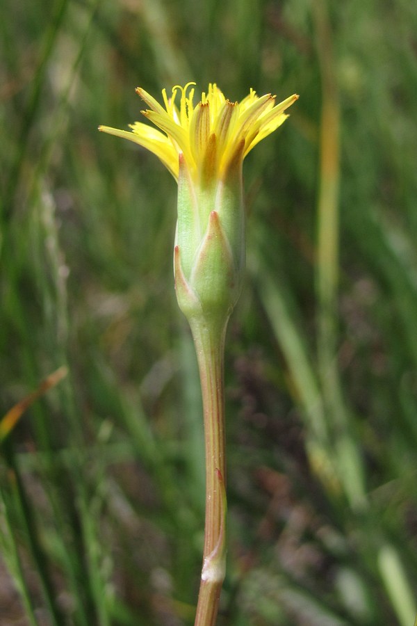 Image of Scorzonera parviflora specimen.