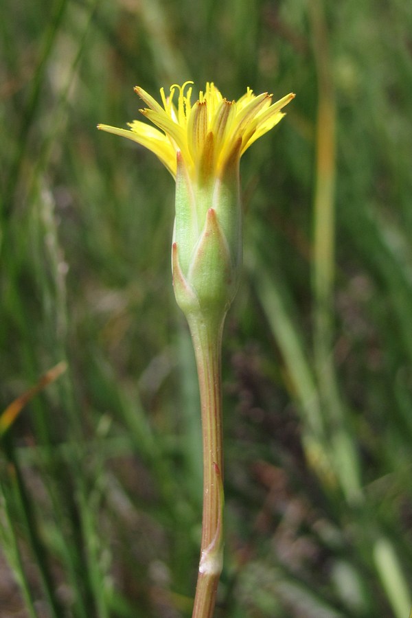 Изображение особи Scorzonera parviflora.