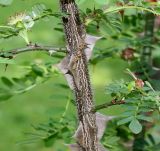 Rosa omeiensis f. pteracantha