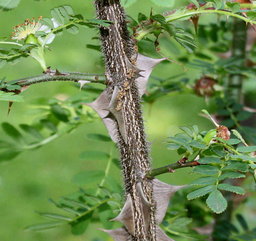 Изображение особи Rosa omeiensis f. pteracantha.