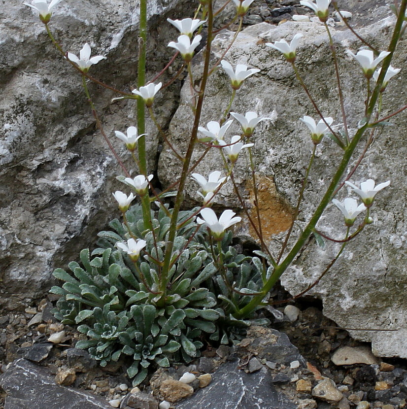 Изображение особи Saxifraga crustata.