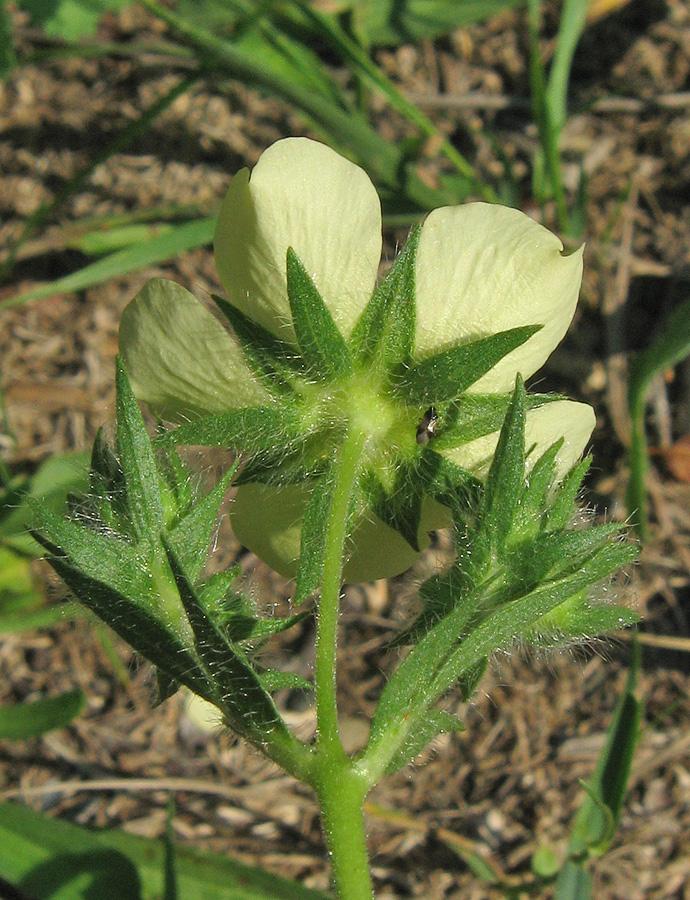 Изображение особи род Potentilla.