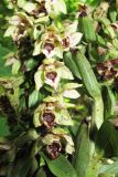 Epipactis condensata