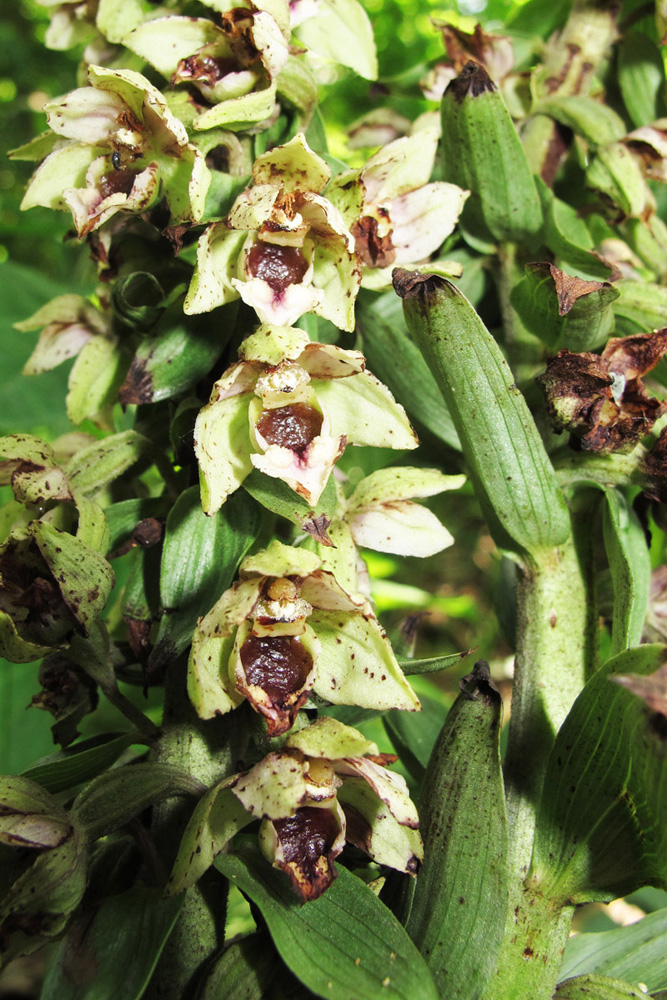 Image of Epipactis condensata specimen.