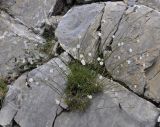 Dianthus minutiflorus