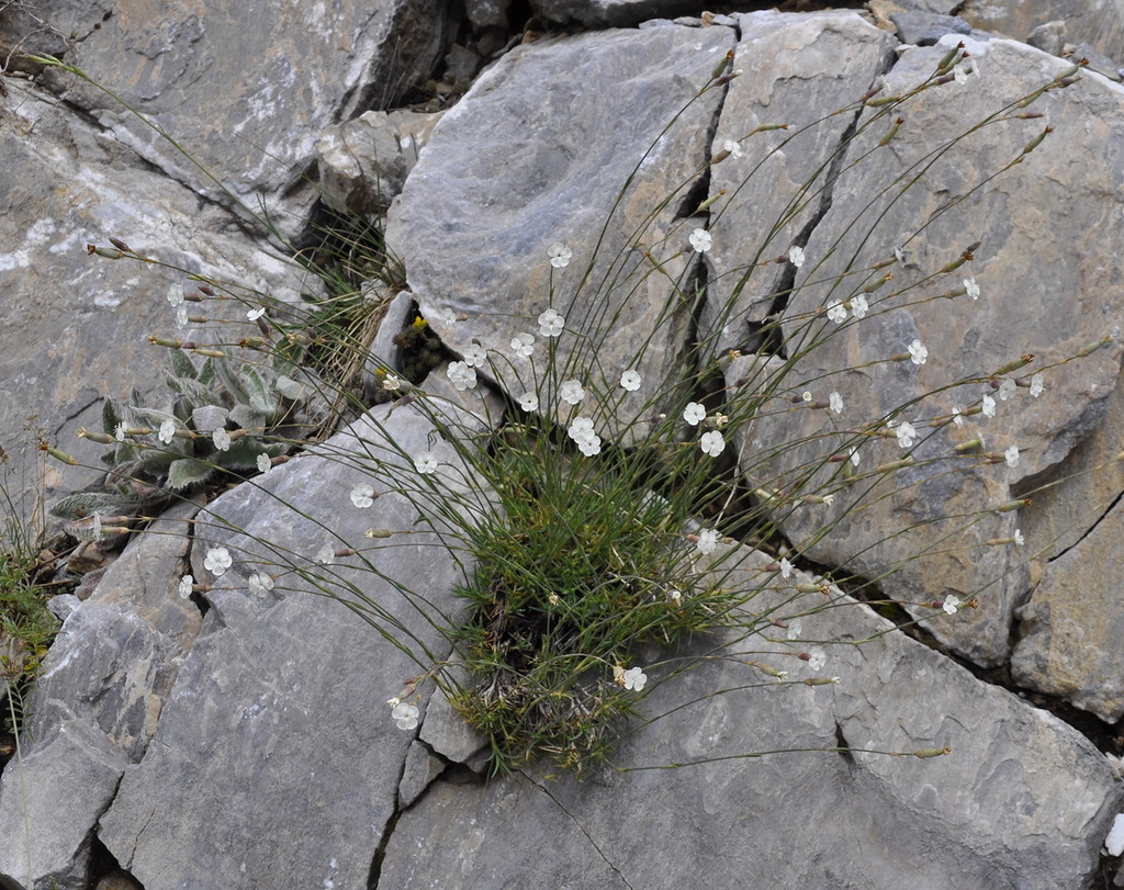 Image of Dianthus minutiflorus specimen.