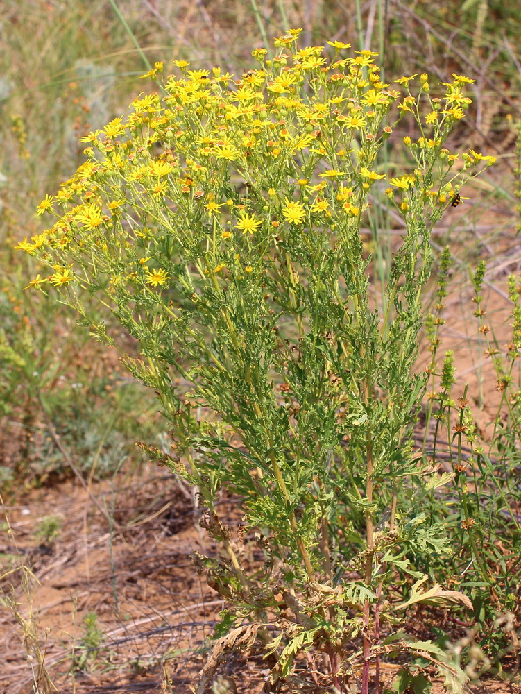 Изображение особи Senecio grandidentatus.