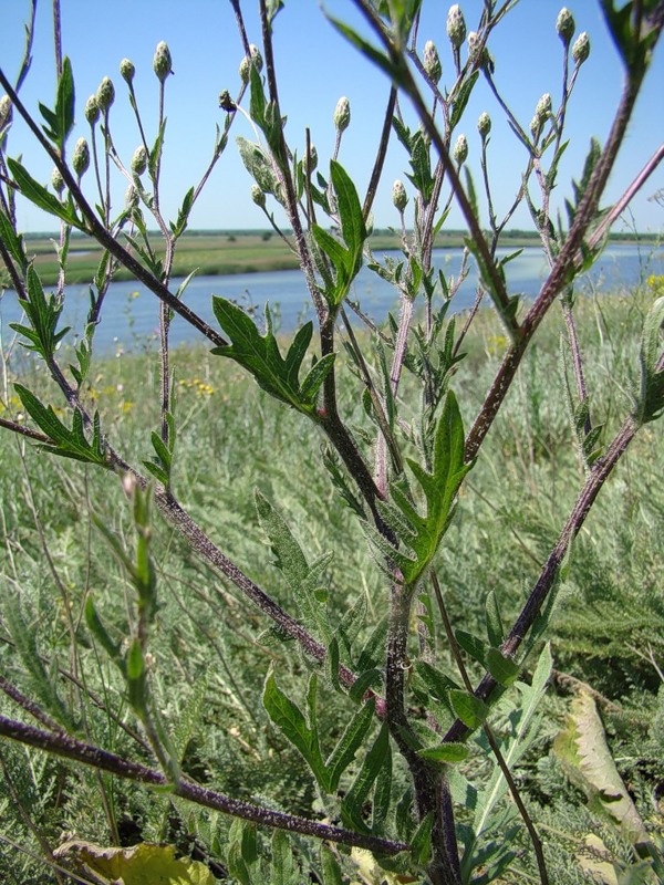 Изображение особи Klasea erucifolia.