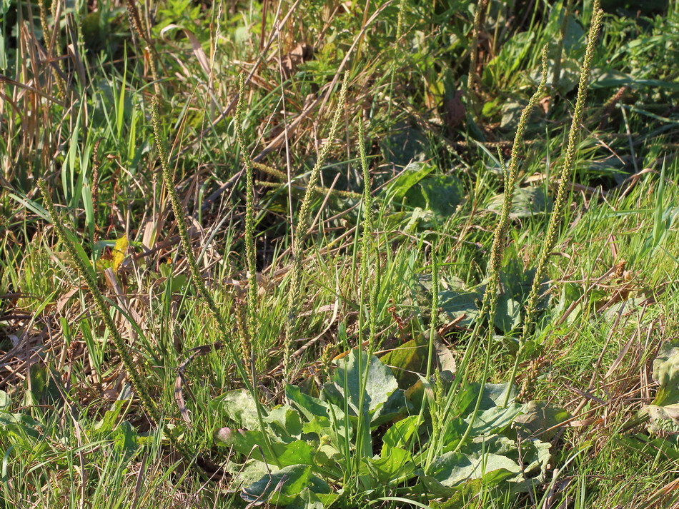 Image of Plantago major specimen.