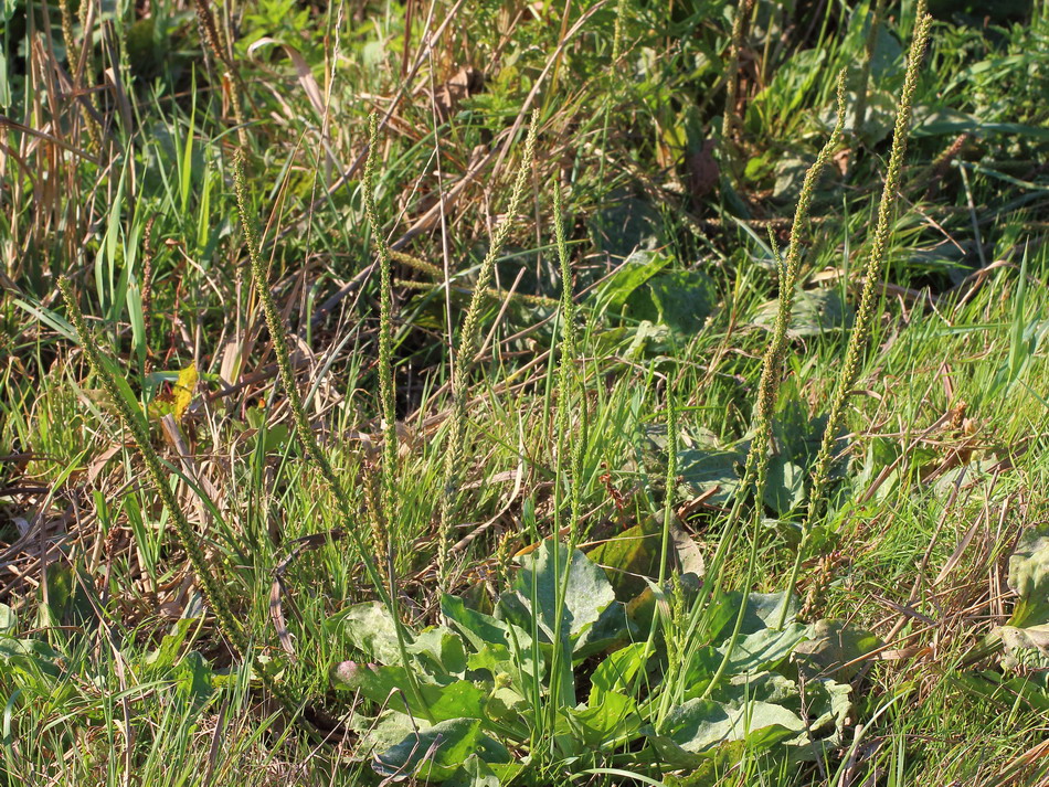 Изображение особи Plantago major.