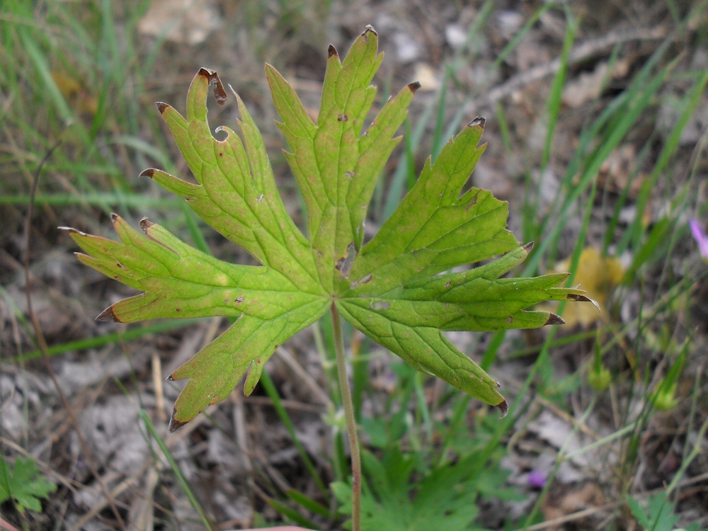 Image of Geranium collinum specimen.