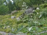 Cirsium chlorocomos