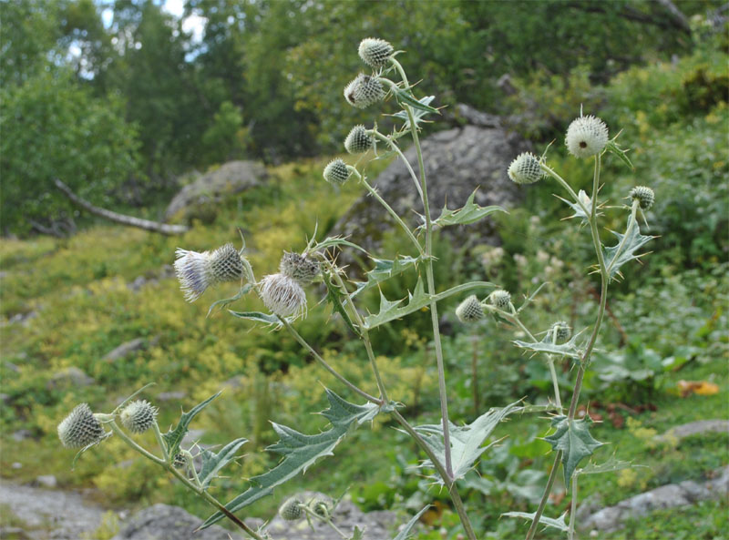 Изображение особи Cirsium chlorocomos.