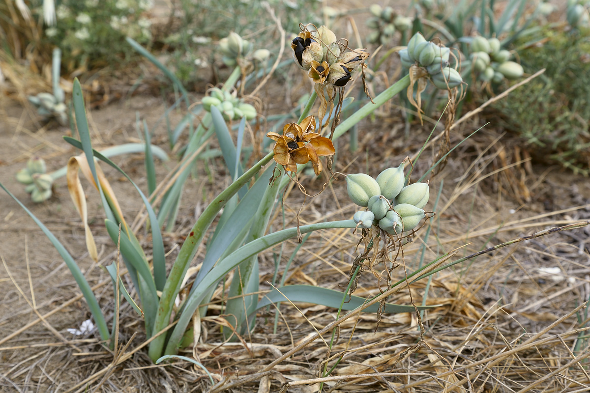 Изображение особи Pancratium maritimum.