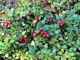 Vaccinium vitis-idaea. Плодоносящие растения. Якутия, Мегино-Кангаласский улус, сосновый бор на склоне террасы. Начало августа 2013 г.