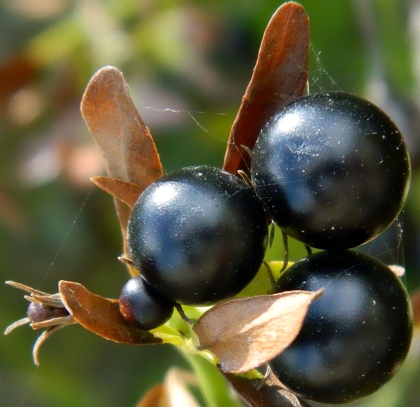 Image of Jasminum fruticans specimen.