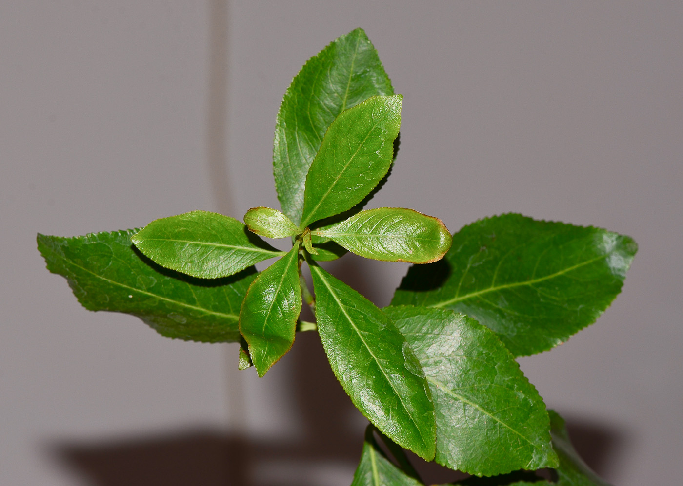 Изображение особи Catha edulis.