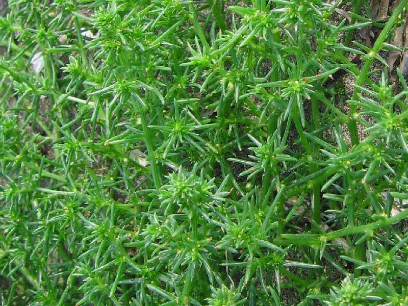 Image of Salsola komarovii specimen.