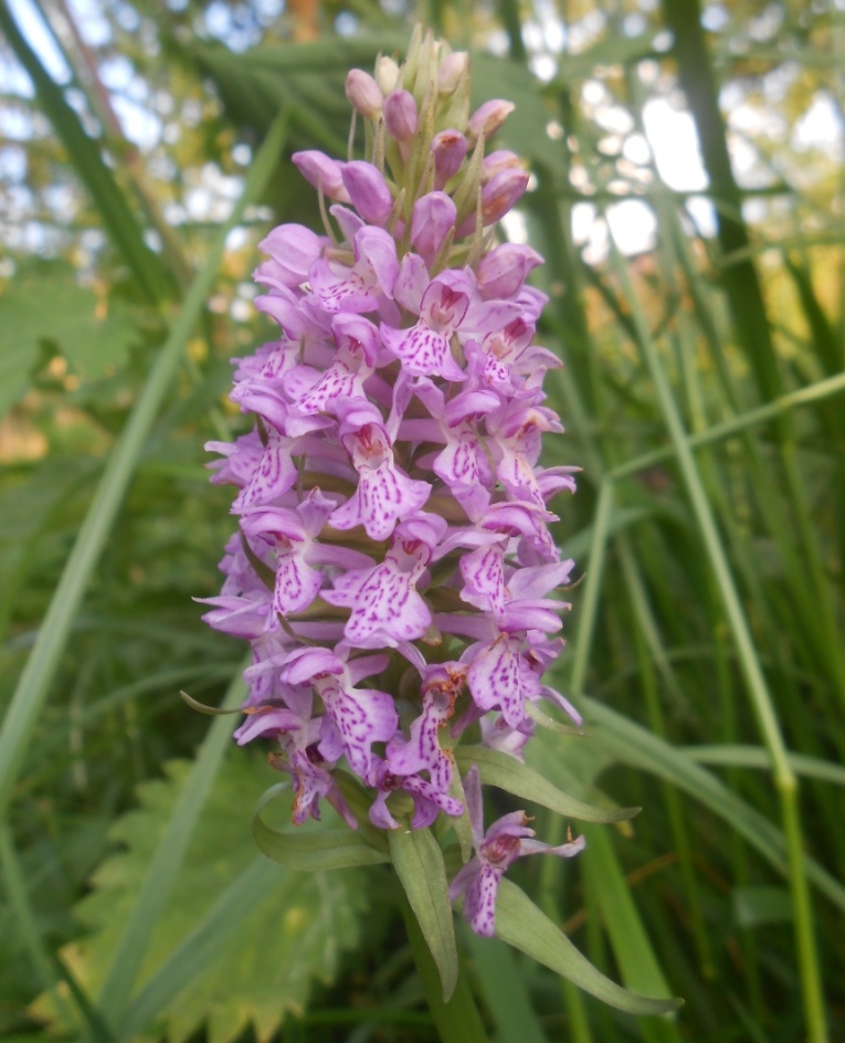 Image of Dactylorhiza baltica specimen.