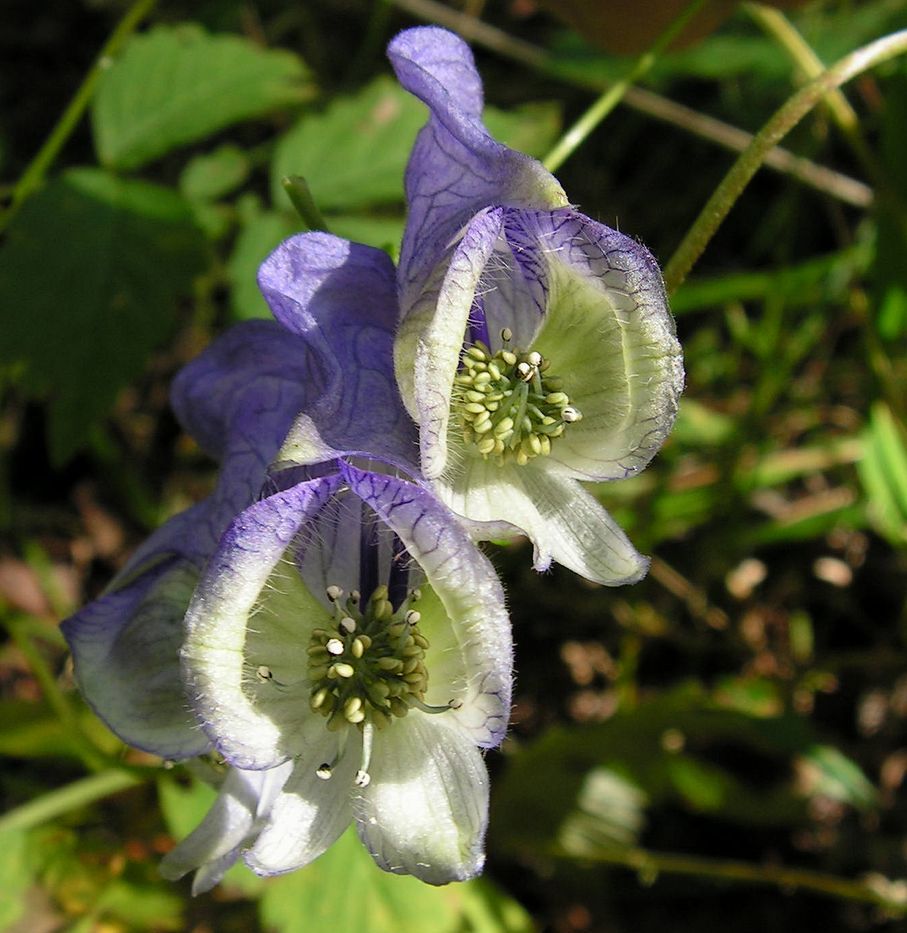 Image of Aconitum stoloniferum specimen.