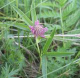 Trifolium alpestre