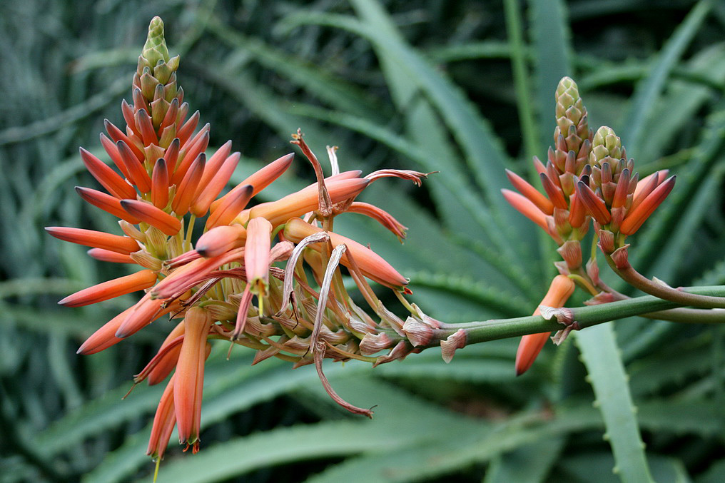 Image of Aloe arborescens specimen.