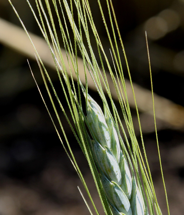 Image of Triticum dicoccum specimen.