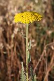 Achillea filipendulina. Соцветие. Южный Казахстан, южное обрамление перевала Чокпак. 23.06.2013.