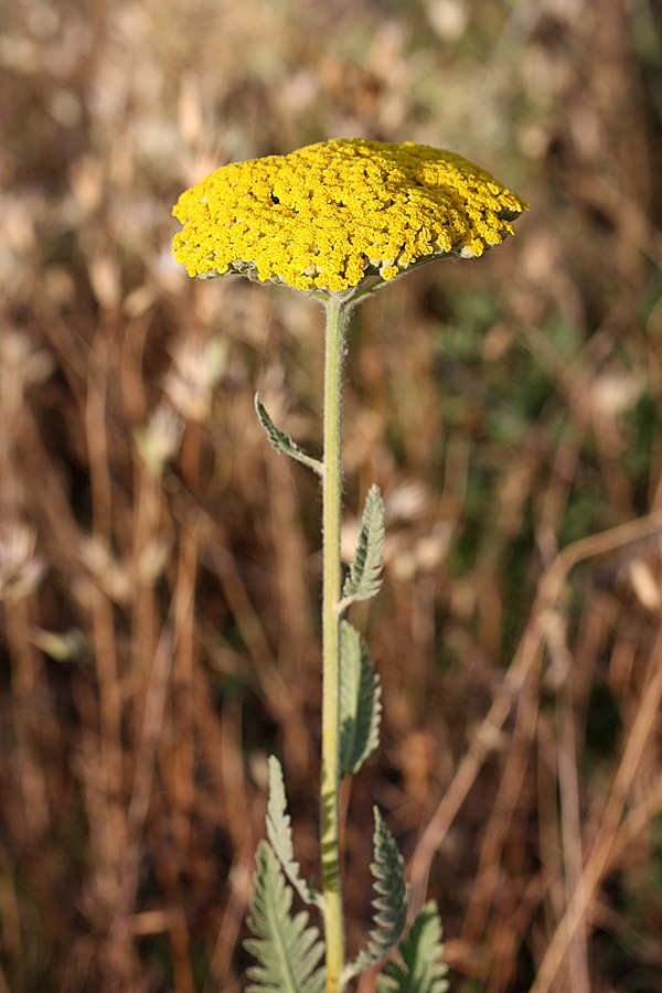 Image of Achillea filipendulina specimen.