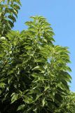 Phytolacca dioica