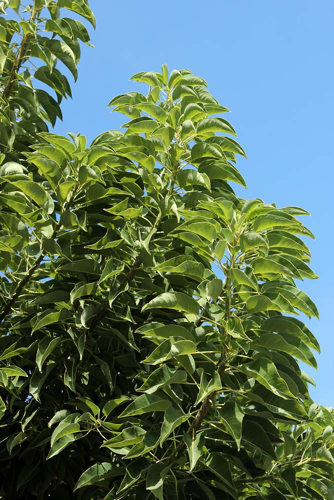 Изображение особи Phytolacca dioica.