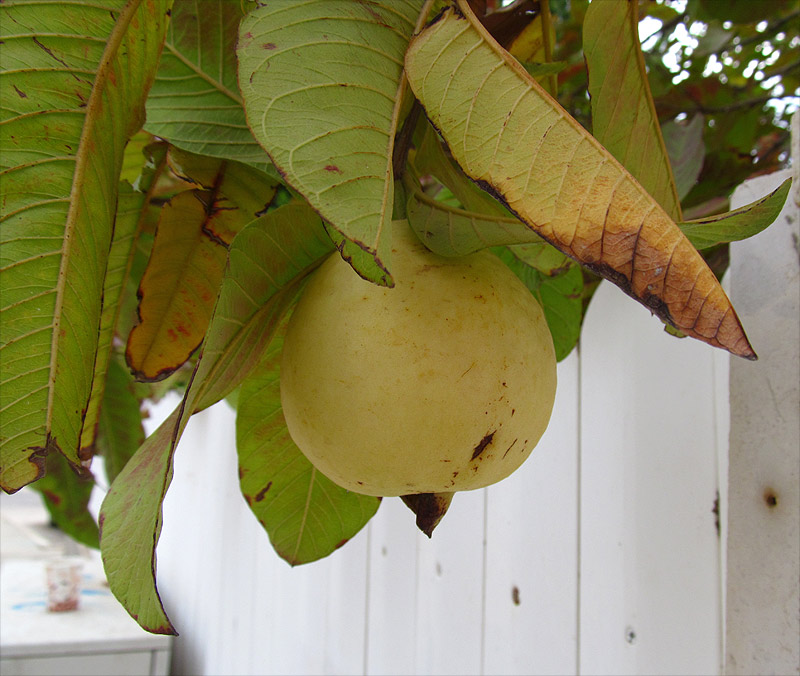 Image of Psidium guajava specimen.