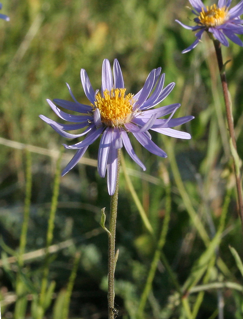 Image of Aster serpentimontanus specimen.