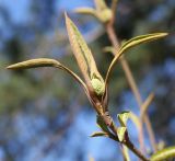Viburnum lentago. Верхушка побега с развивающимся соцветием. Германия, г. Дюссельдорф, Ботанический сад университета. 10.03.2014.