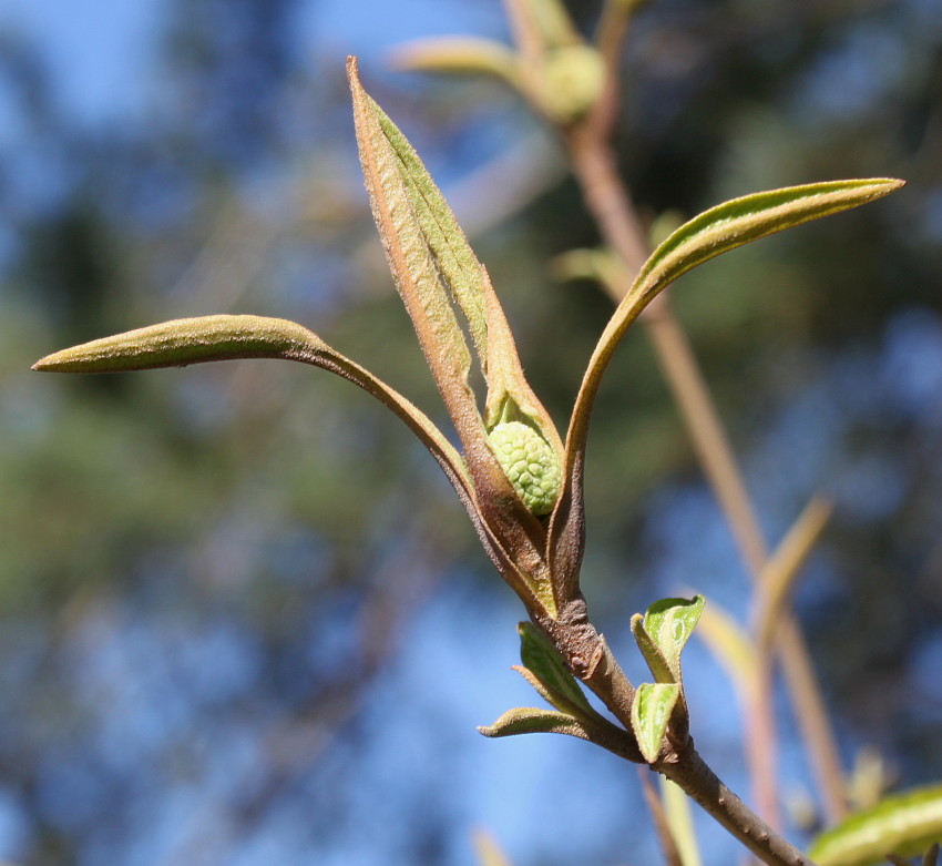 Изображение особи Viburnum lentago.