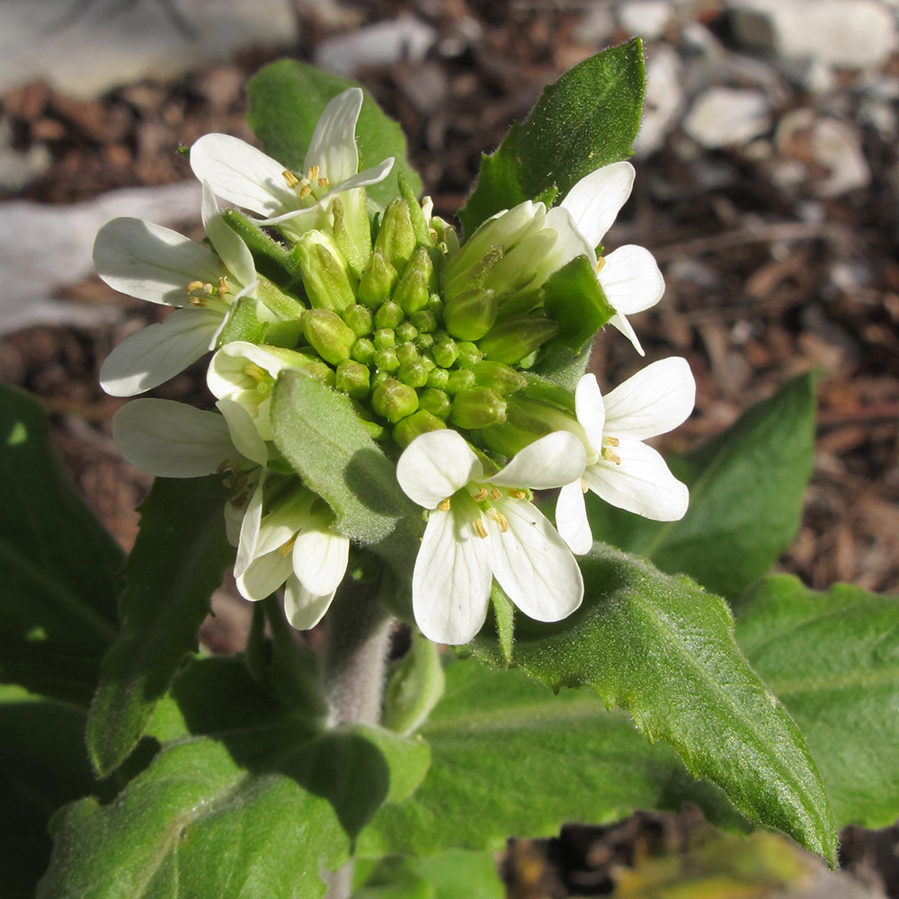 Изображение особи Arabis turrita.