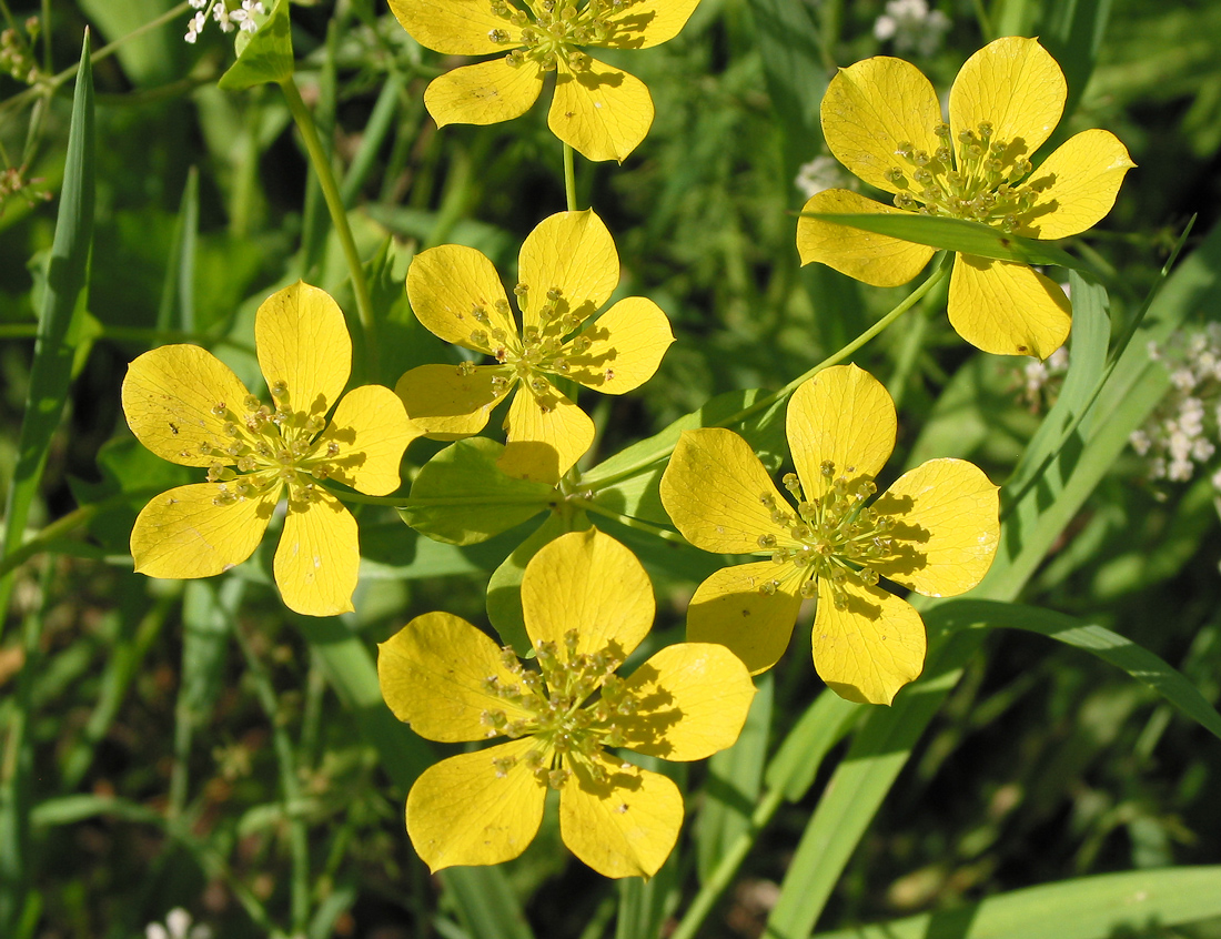 Image of Bupleurum multinerve specimen.