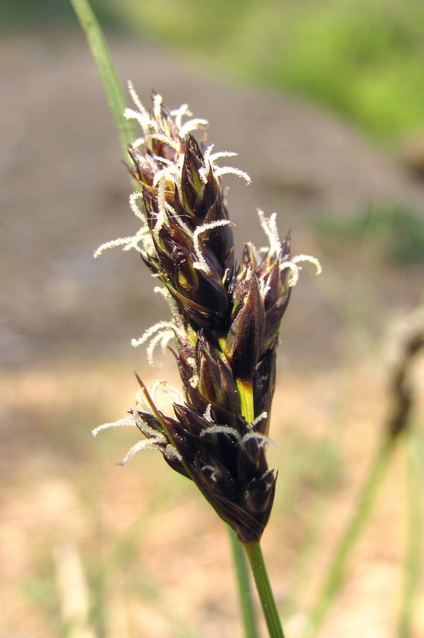 Изображение особи Carex divisa.