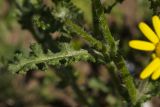 Senecio vernalis