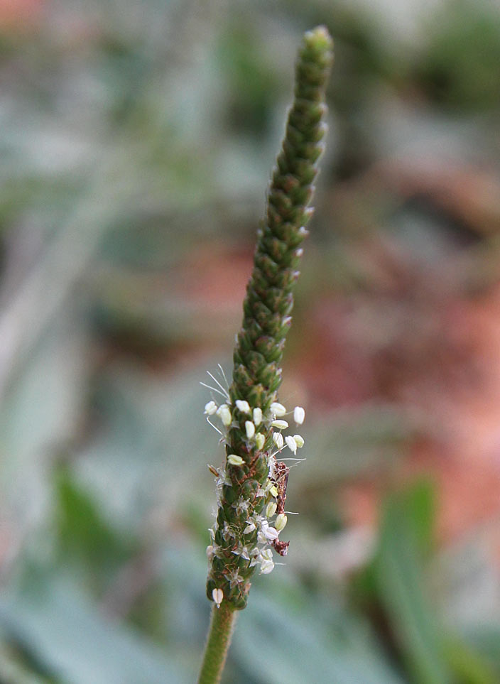Image of Plantago serraria specimen.