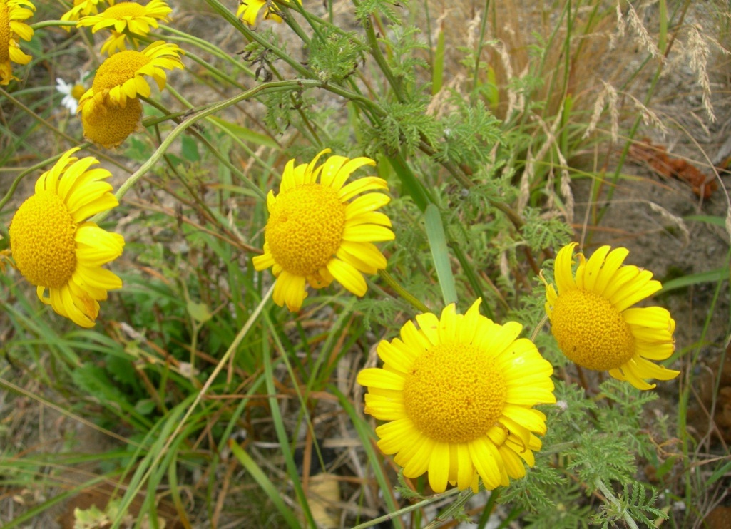 Image of Anthemis tinctoria specimen.