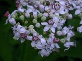 Sambucus ebulus