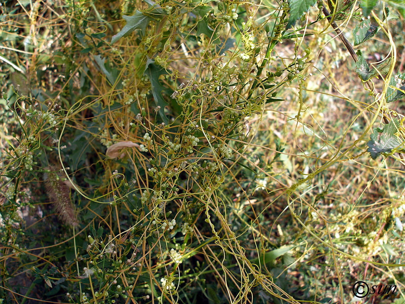 Изображение особи Cuscuta campestris.