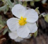 Helianthemum apenninum. Цветок. Германия, г. Дюссельдорф, Ботанический сад университета. 04.05.2014.