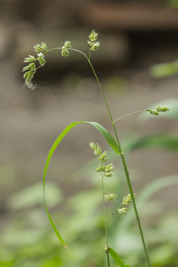 Image of Dactylis glomerata specimen.