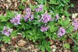 Cardamine quinquefolia