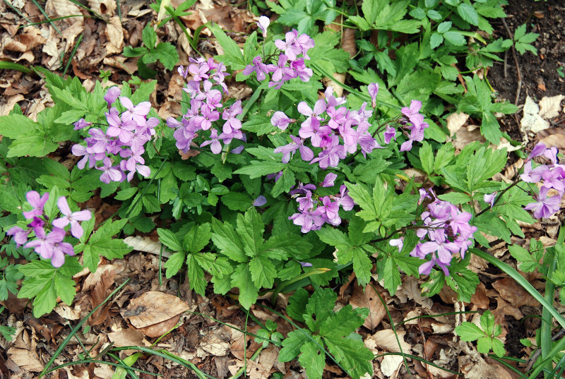 Изображение особи Cardamine quinquefolia.