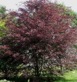 Fagus sylvatica. Взрослое растение ('Purpurea Tricolor'). Германия, г. Дюссельдорф, Ботанический сад университета. 02.06.2014.